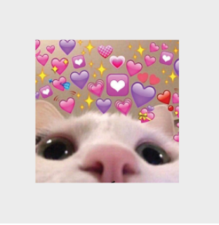 Sticker Cat Selfie Meme